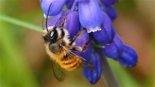 Mauerbienen-Männchen (Osmia cf. bicornis) an einer Traubenhyazinthe