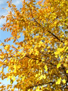 toamna2009_1120_112754