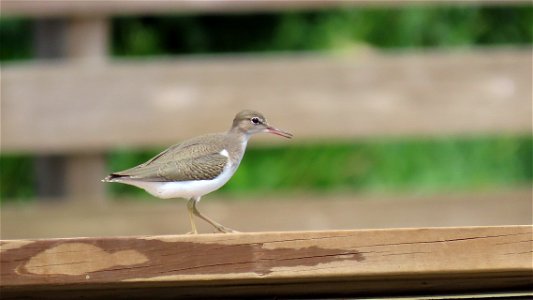 Spotted Sandpiper at Green Cay photo