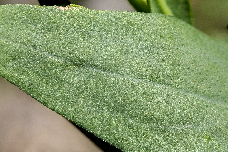 Mertensia arizonica var. leonardii