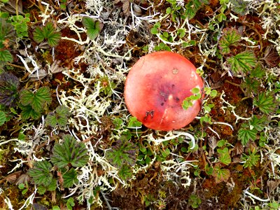 Mushroom, Old Chevak, Alaska photo