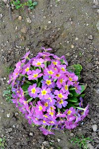 Spring ,April 2023