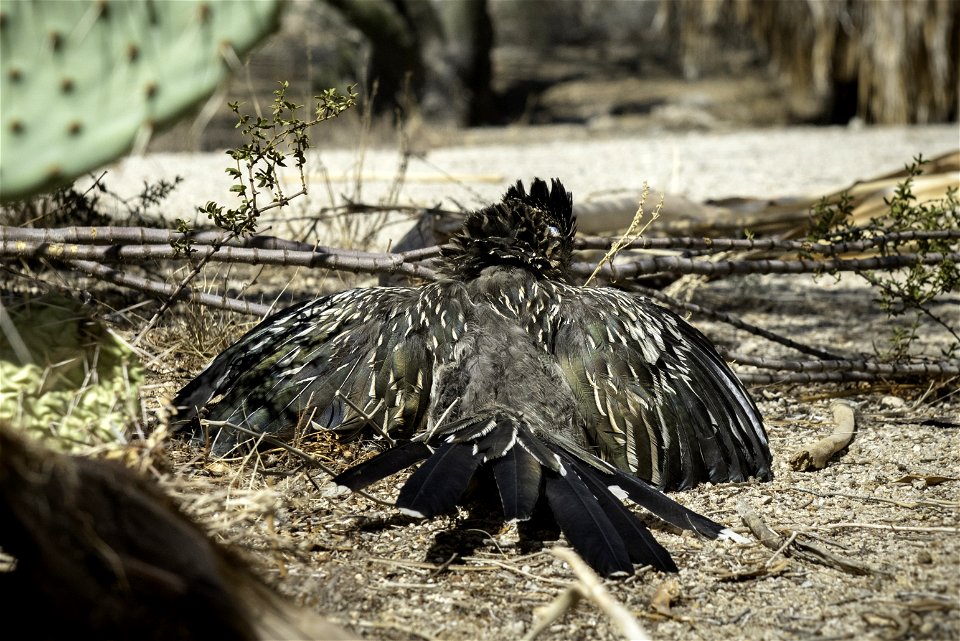 Greater roadrunner (Geococcyx californianus)