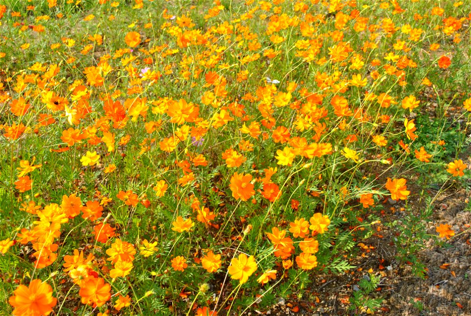 Cosmos Flowers photo