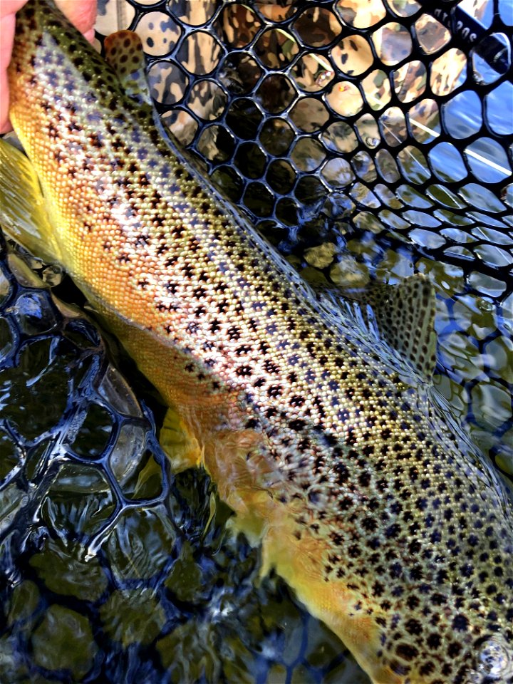 Brown trout photo