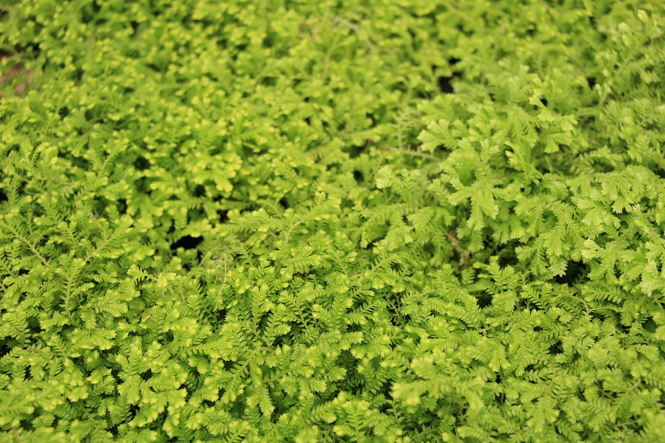 Green leaf background
