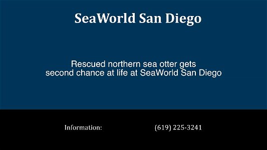 SeaWorld give sea otter pup 2nd chance at life