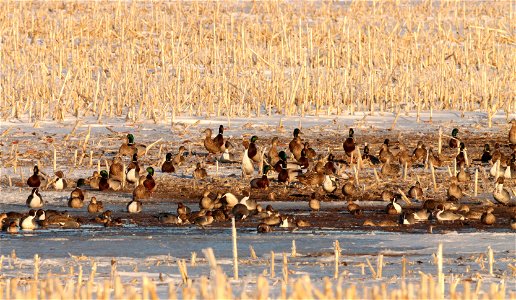 Spring Dabbling Ducks Huron Wetland Management District photo