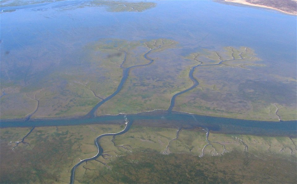 Channels in eelgrass beds