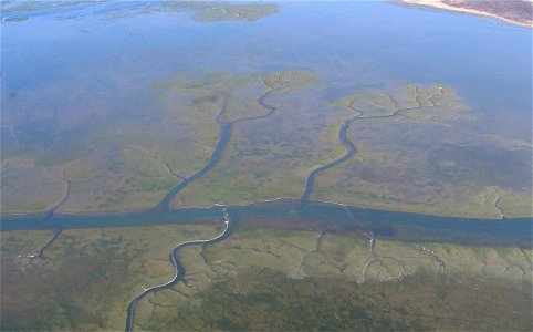 Channels in eelgrass beds photo