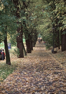 road with trees on a sunny day in autumn photo