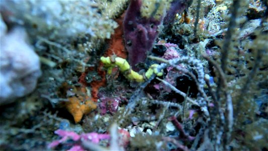 Short Clip of tiny yellow seahorse Tayrona National Park Diving Taganga Colombia