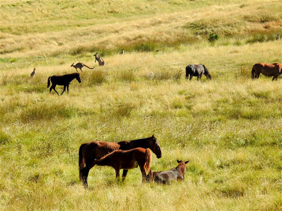 Feral horses or brumbies