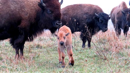 Bison calf at Neal Smith National Wildlife Refuge photo