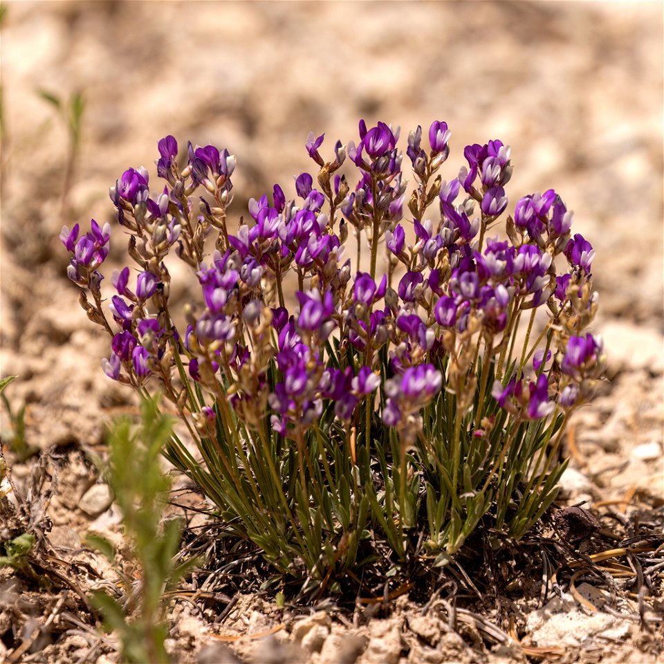 Tufted Milkvetch