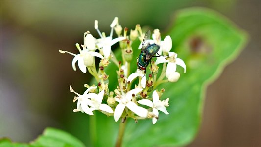 Roter Hartriegel (Cornus sanguinea) - Blüte mit Schmeissfliege