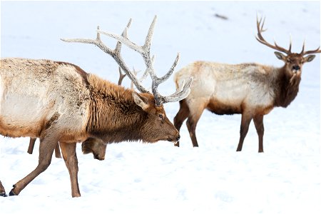 Elk on the National Elk Refuge photo