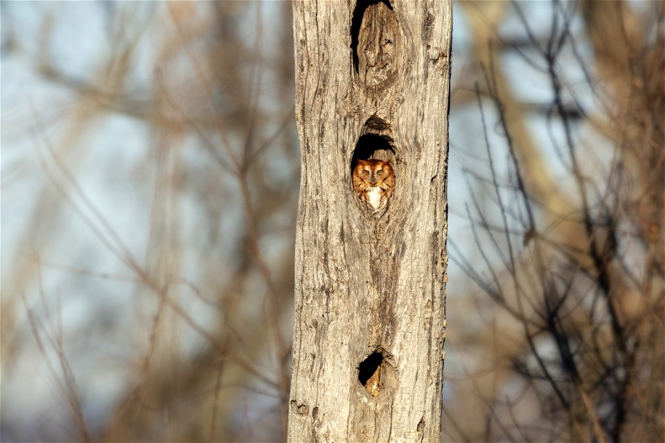 Screech Owl in Tree Hollow