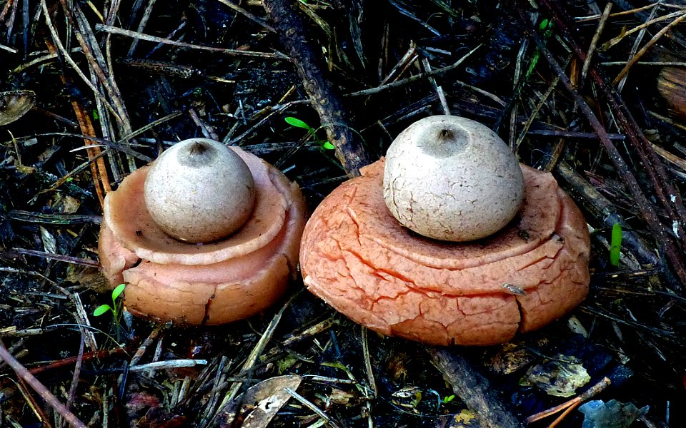 Pair of earthstars.