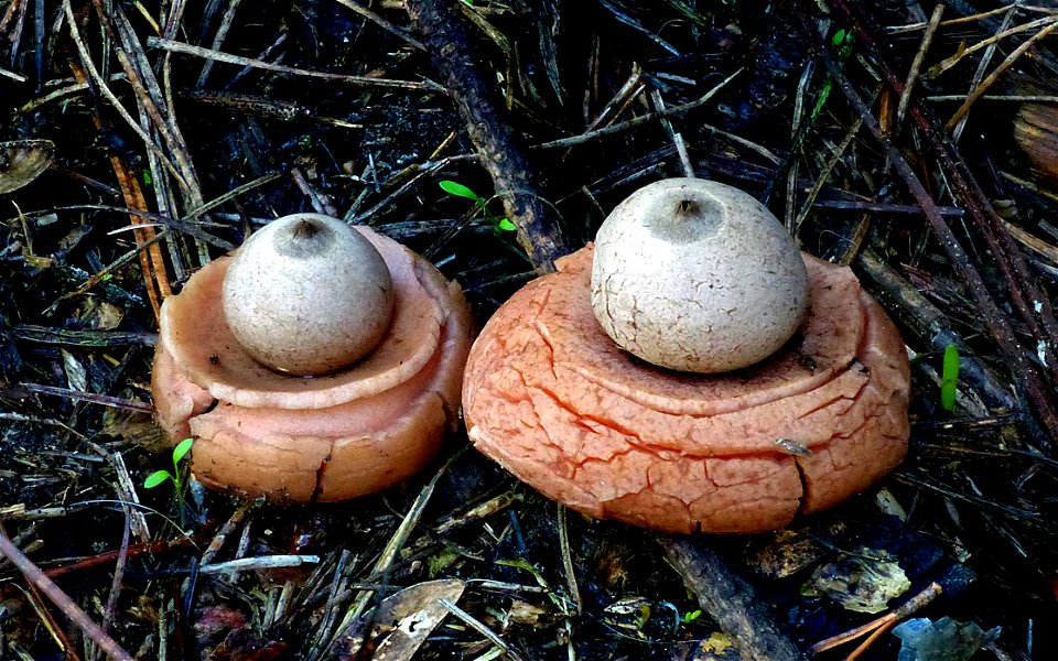 Pair of earthstars. photo