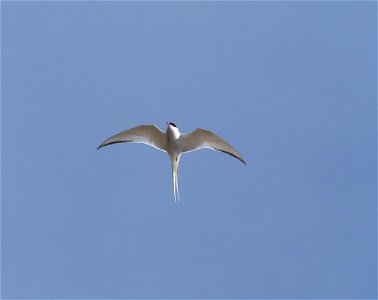 Arctic Tern in flight photo