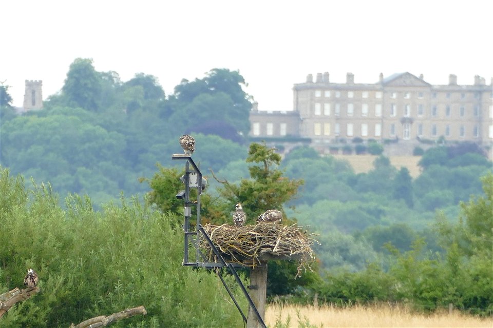 Ospreys photo