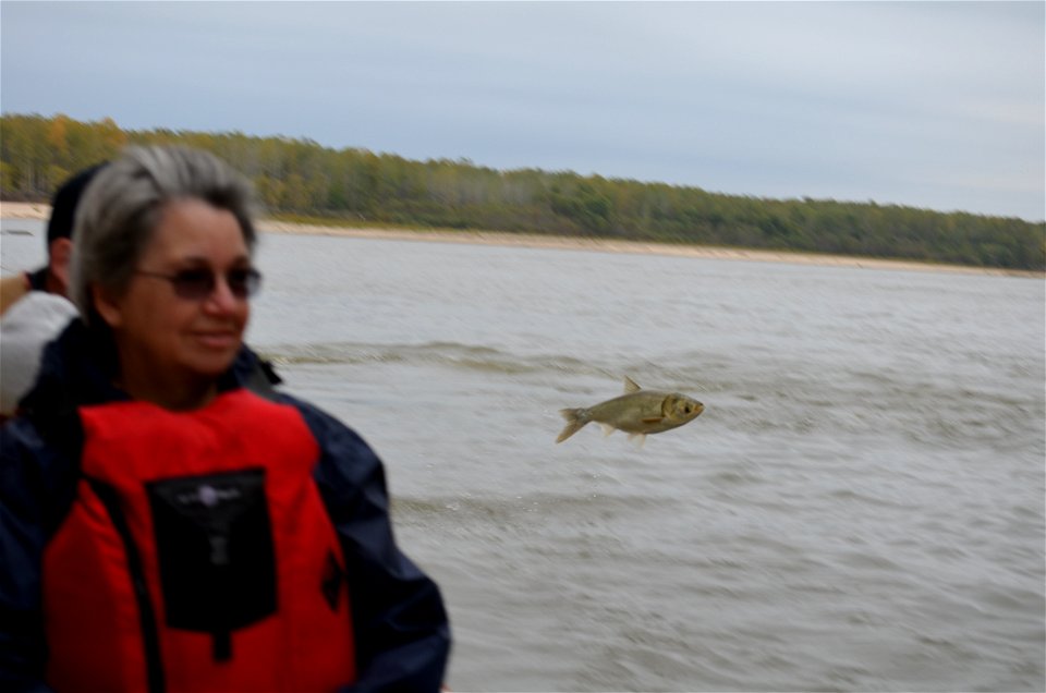 A jumping silver carp photo