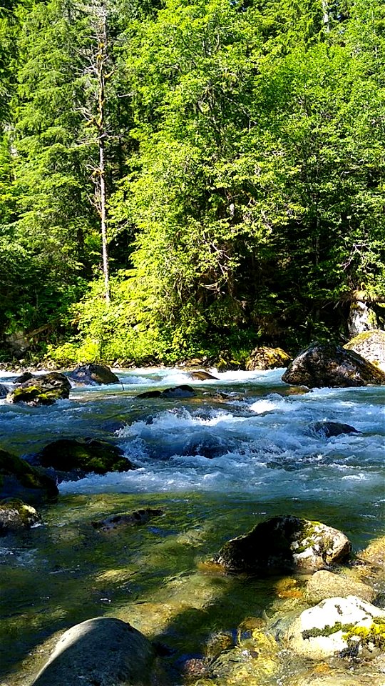 Sauk River near Bedal Campground, Mt. Baker-Snoqualmie National Forest. Video recorded by Anne Vassar June 23, 2020