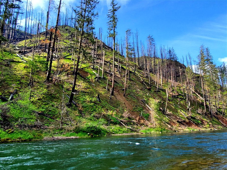Clackamas River 8 months after Riverside Fire, Mt. Hood National Forest