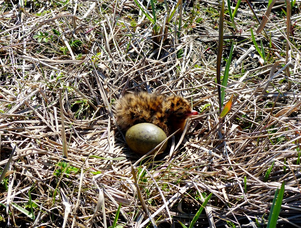 Sabine's Gull Nest photo