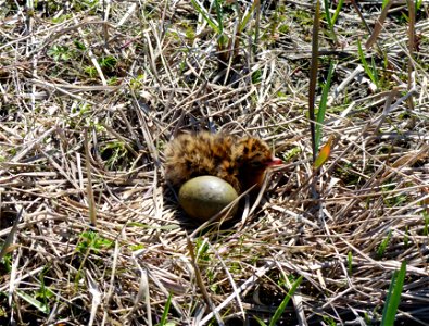 Sabine's Gull Nest