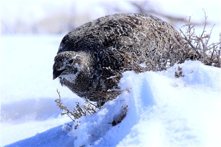 Greater sage-grouse on Seedskadee National Wildlife Refuge