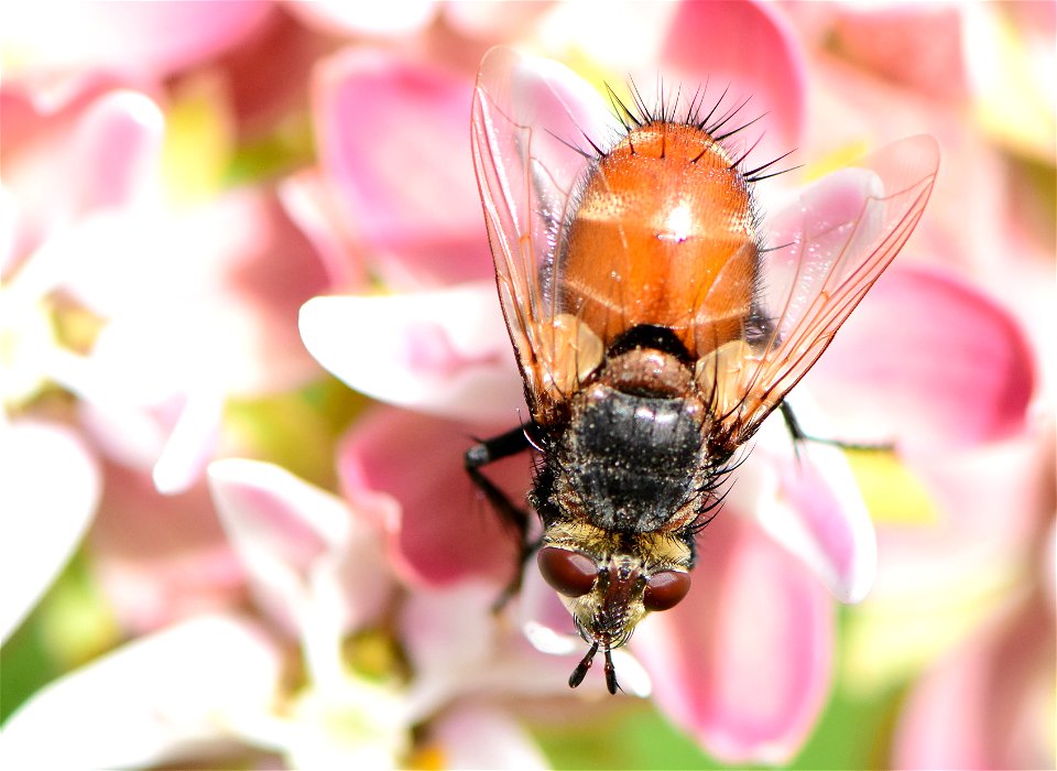 Bristle or Tachinid fly (Peleteria iterans)  at Seedskadee NWR Wyoming
