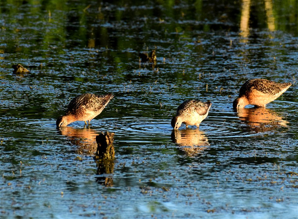 Long-billed dowitcher at Seedskadee National Wildlife Refuge Wyoming