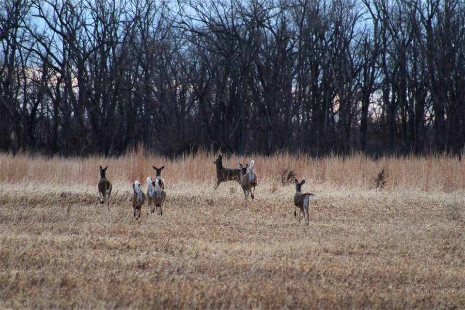White-tailed Deer Lake Andes Wetland Management District South Dakota