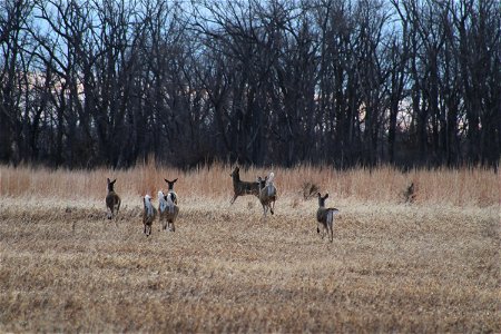 White-tailed Deer Lake Andes Wetland Management District South Dakota photo