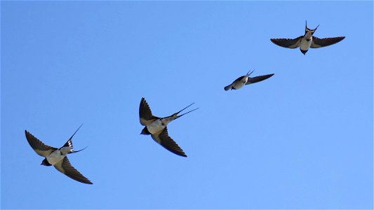Adulte Rauchschwalbe im Flug