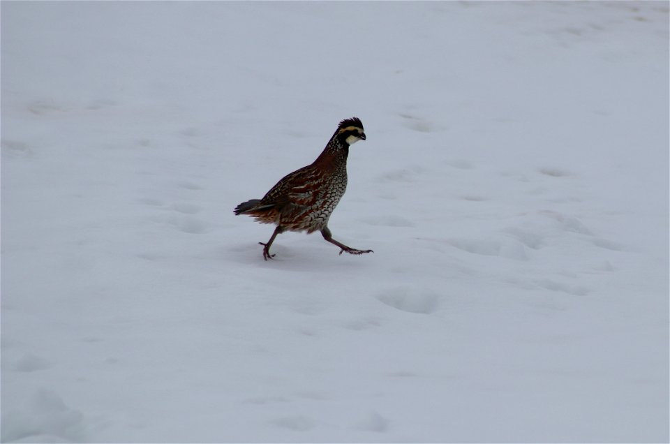 Bob-white quail on Karl E. Mundt NWR
