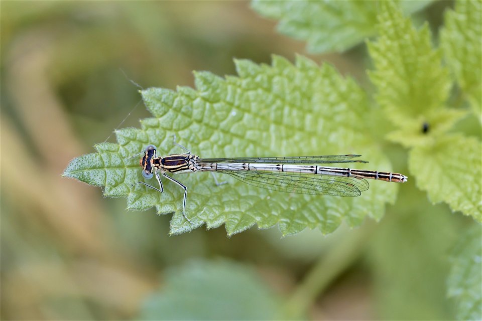 A Platycnemis from Dumitru Rascanu Park, Chisinau