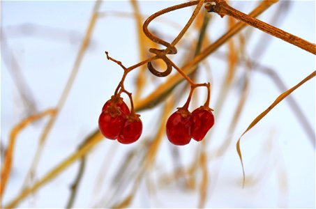 Winter berries photo