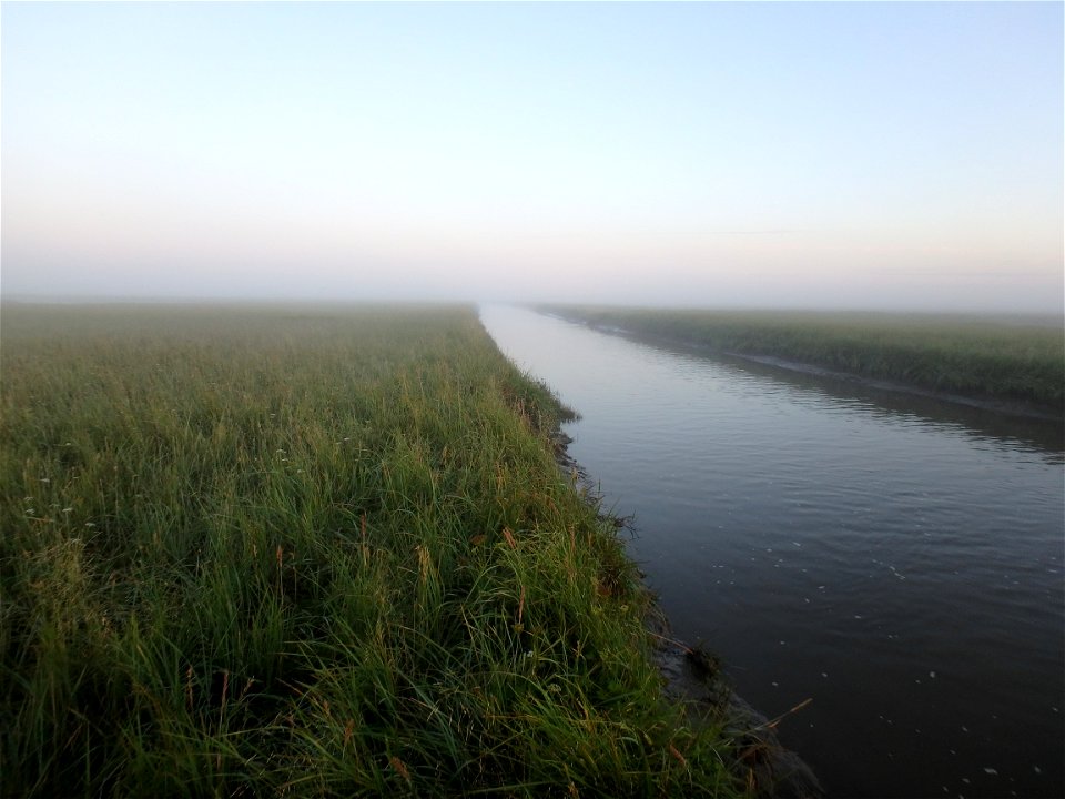 Morning mist on slough