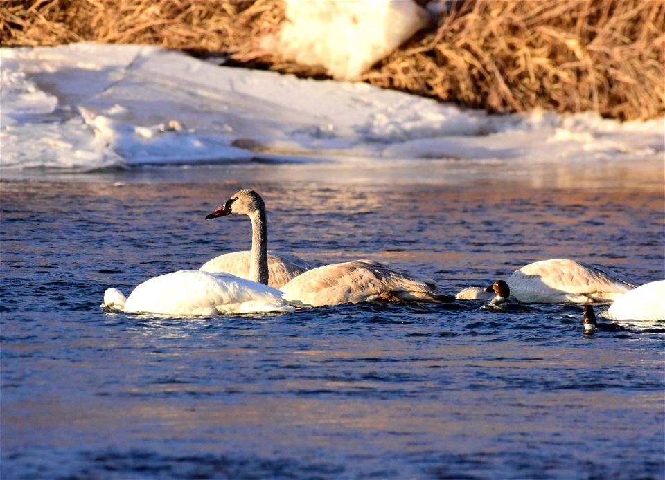 Trumpeter swans at Seedskadee National Wildlife Refuge