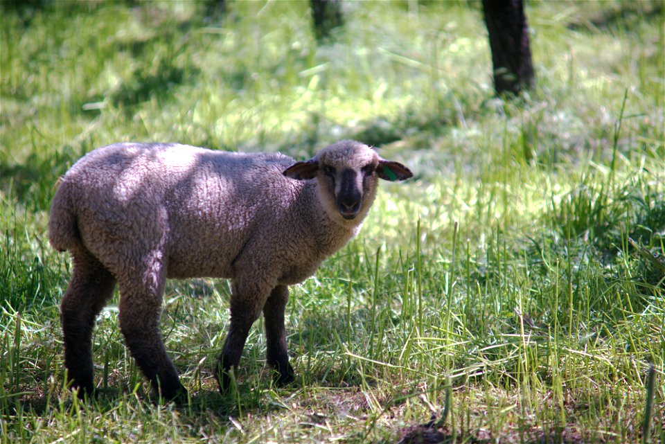 Sheep living the good life