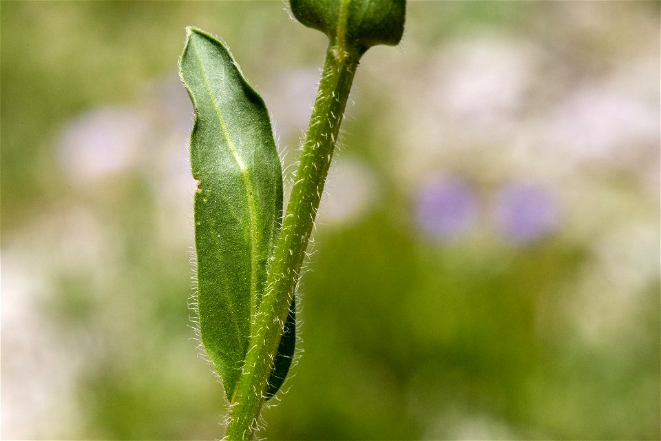 Erigeron formosissimus