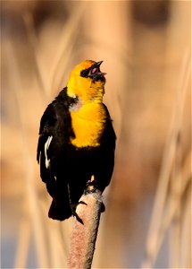 Yellow headed blackbird at Seedskadee National Wildlife Refuge