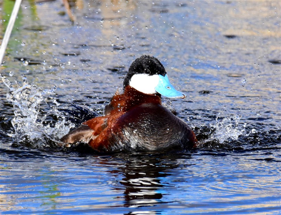 Ruddy duck at Seedskadee National Wildlife Refuge