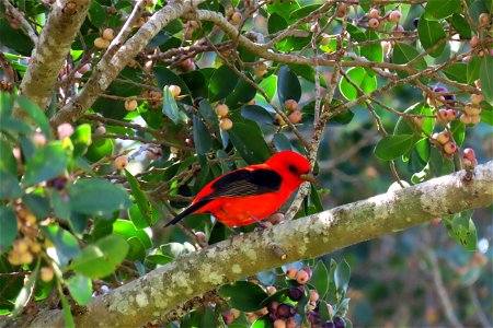 Scarlet Tanager photo