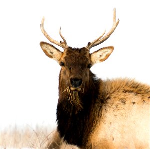 Elk grazing at Neal Smith National Wildlife Refuge