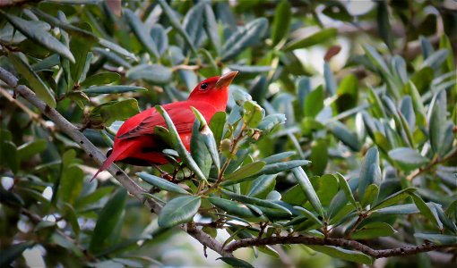 Summer Tanager photo