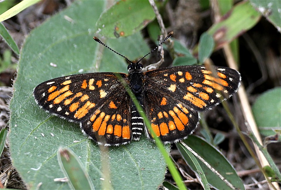 PATCH, DEFINITE (Chlosyne definita) (12-06-2022) dick kleberg park, kingville, king co, tx -02
